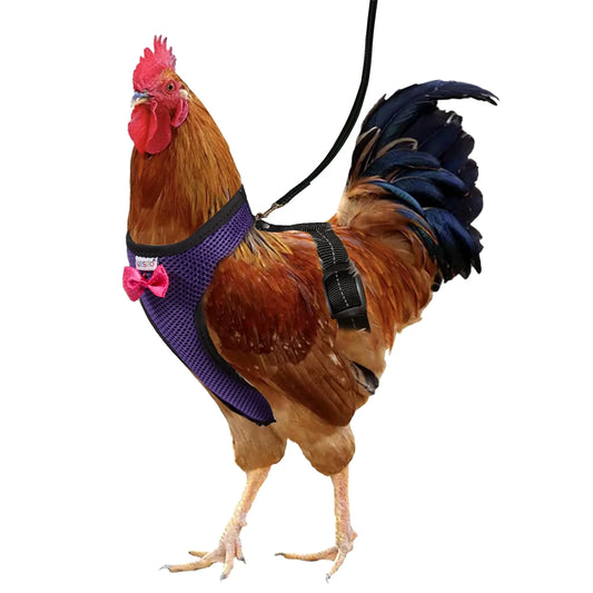 Yesito Chicken Harness with 5.4ft Matching Leash Comfortable Breathable & Washable Pet Set – for Chicks Geese Ducks Chicken More – Facilitate Chicken Training & Walking Purple Large Size